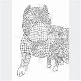 Coloring Pibble Breed sketch template
