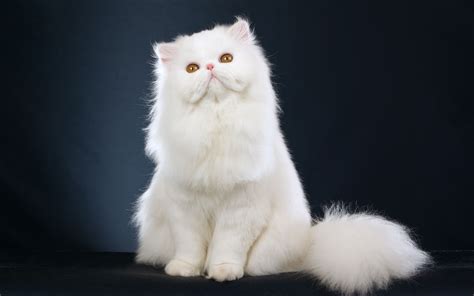 fluffy white cat   wallpapers  images wallpapers