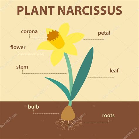 label flower diagram vector diagram showing parts  narcissus  plant agricultural