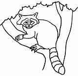 Raccoon Coloring Tree Pages Printable Template Face Supercoloring Trees Online Christmas Color sketch template