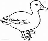 Duck Coloring Animals Pages Animal Viewed Kb Size Coloringpages sketch template