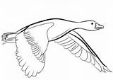 Ganso Colorear Volando Oie Pato Voando Kaczka Kolorowanki Oiseau Gans Kolorowanka Rysunek Desenho Fliegende Vole Goose Ausmalbild Patos Druku Gansos sketch template