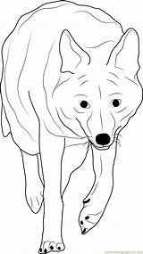 Coyote Coloring Towards Coming Pages Coloringpages101 sketch template