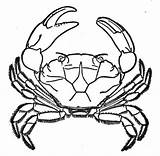 Crab Coloring Color Pages Super sketch template