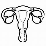 Uterus Organ Iconfinder sketch template