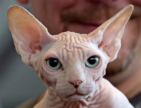 hairless sphynx cat breed traces origin story  kitten born  toronto ctv news