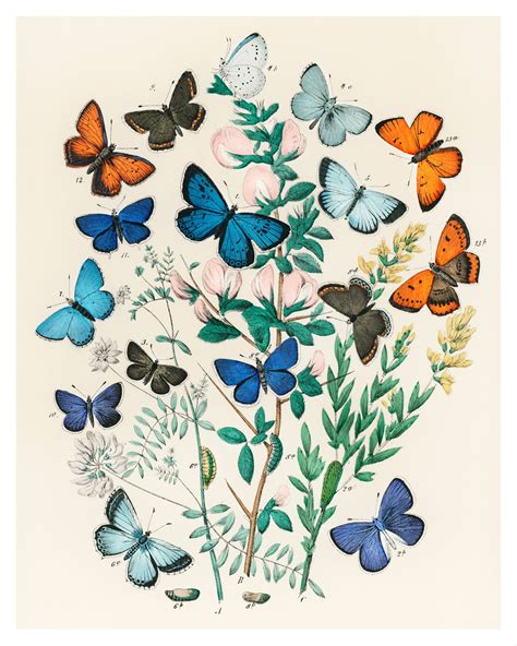 butterfly botanical prints set    unframed etsy
