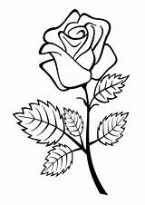 Coloring Pages Rose Flower Fill sketch template