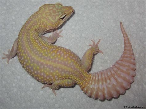 breeder quality leopard geckos  sale onlinegeckoscom gecko breeder