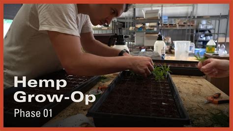 hemp greenhouse grow op phase  hemp generation youtube