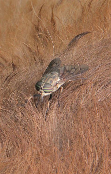 garnie mcewen photography  horse fly tabanus abdominalis