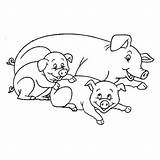 Pig Coloring Coloriage Cochon Animals Printable Pages Kb Le sketch template
