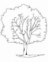 Baum Wurzeln Ausmalbilder sketch template