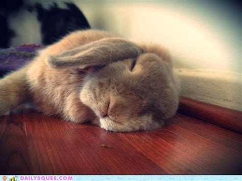 abbit bunny cute sleep sleepy image   favimcom