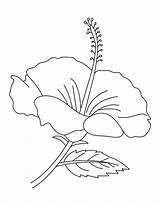 Hibiscus Flower Coloring Pages Drawing Flowers Malaysia National Printable Print Kids Outline Colouring Clipart Para Drawings Color Colorear Plant Flores sketch template