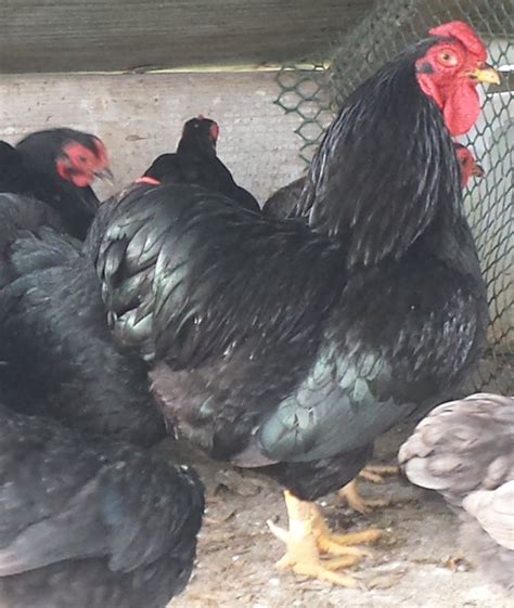 Black Wyandotte Bantam Chickens For Sale Cackle Hatchery