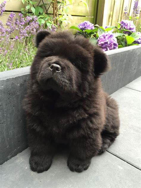 cute pictures  black chow chows     mouth smile
