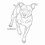 Bull Terrier Staffordshire Deviantart Coloring Lineart Pages Drawing Dog Line Pit Template Tattoo Sketch Staffy Drawings Pitbull Sketches Clipart sketch template