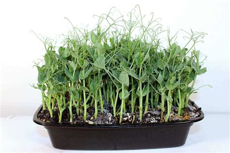 grow pea shoots breaking    rules