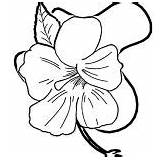 Coloring Flower Hawthorn Blossom Hibiscus sketch template