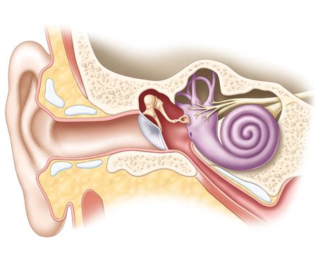 ear anatomy christine kenney