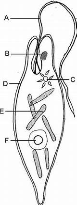 Euglena Review Exam Final Guide Label Protists Biology Lettered Paramecium Sheet Chapter Biologycorner Ameba sketch template