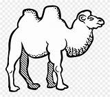 Camel Clipart Line Drawing Camels Bactrian Outline Lineart Cartoon Pluspng Transparent Svg Icons Throat Spotty Paintingvalley Coloring Camelid Kamel Creazilla sketch template