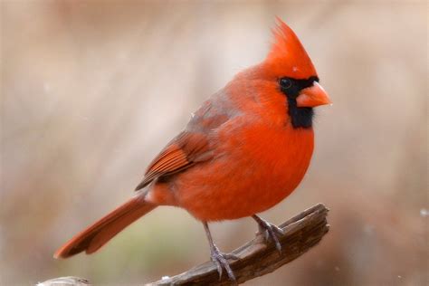 fun facts  cardinal birds