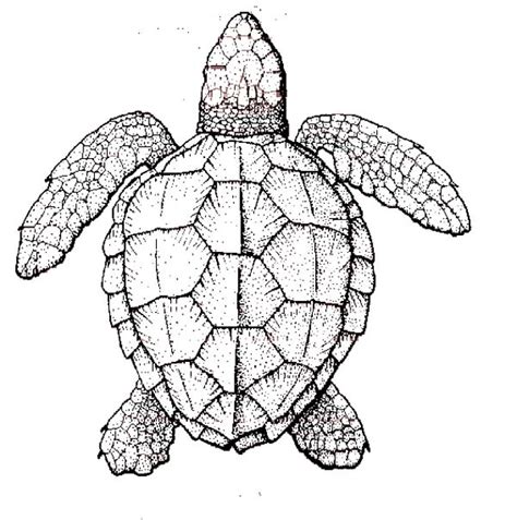 realistic sea turtle coloring page  print  coloring pages   color nimbus