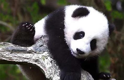 panda pandas photo  fanpop