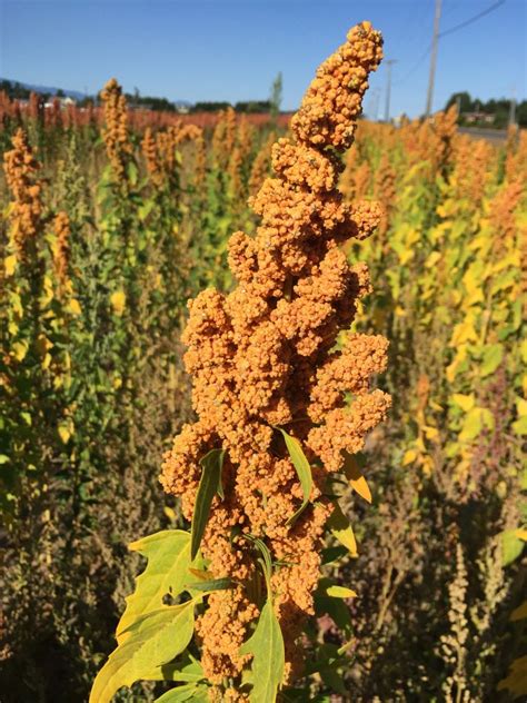 quinoa    northwest  seattle times