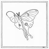 Moth Designlooter sketch template