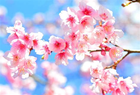 gambar bunga sakura  jepang imagesee