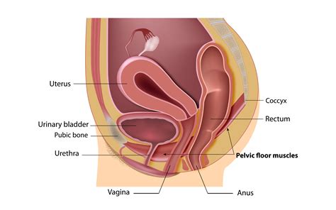 Sex vaginal muscles
