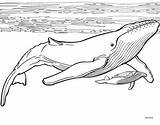 Coloring Pages Whale Print Animal Letscolorit Book Humpback sketch template