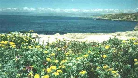 california coastal strand plant community