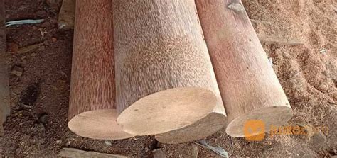 pengolahan batang kelapa  pemanfaatnnya