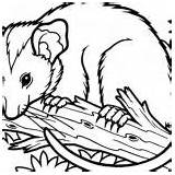 Possum Coloring Branch Sitting Tree Reading Book Designlooter 300px 74kb sketch template