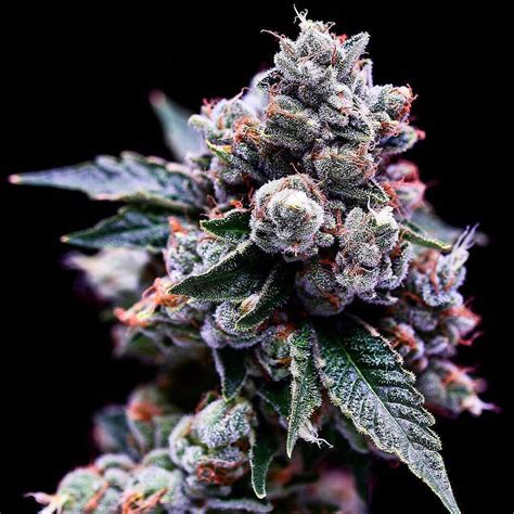 purple kush strain information cannafo marijuana cannabis