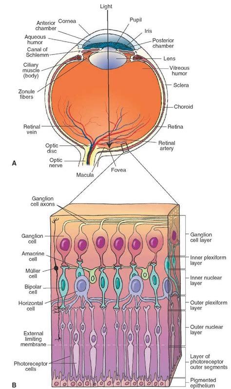 gross anatomy  retina anatomy