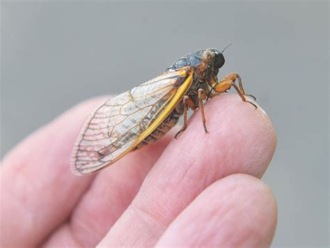 2021 Cicada Invasion Is Underway In N J With Thousands Of Red Eyed