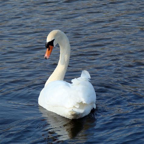 swan beauty nature   jpg format   easy  unlimit