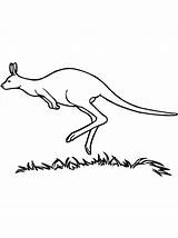 Kangaroo Coloring Jumping Meadow Wallaroo Designlooter Netart Print 04kb sketch template