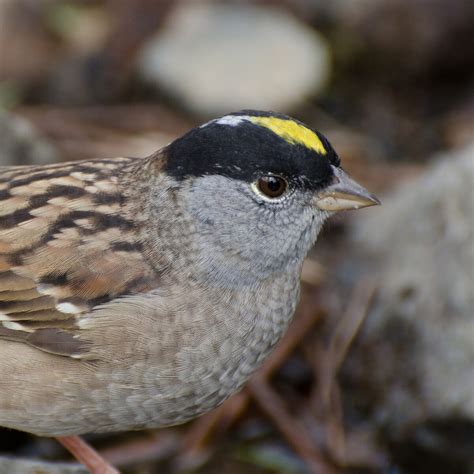 golden crowned sparrow national geographic