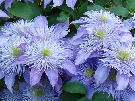 grow healthy abundantly blooming clematis flowers dengarden