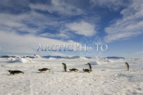 penguins return   sea ice  feed  chicks   snow