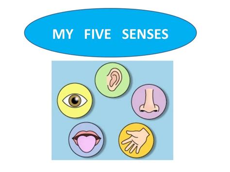 senses