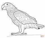Coloring Pages Parrot Parrots African Drawing Printable Outline Gray Cute Grey Bird Supercoloring Colour Fish Print Color Template Colouring Drawings sketch template