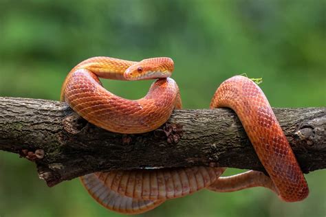 male  female corn snakes comparison  size personality