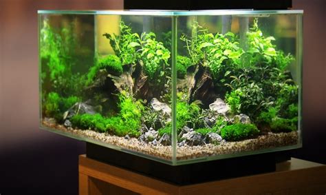 aquarium led beleuchtung nuetzliche tipps wohn wikide